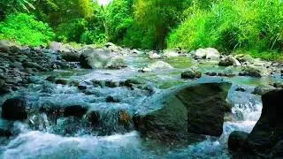 4 Hours Deep Relaxation: Green Forest Nature Sound Meditation & River Gurgle ASMR