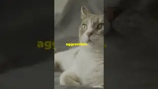Understanding Cat Aggression: Cat Tips & Tricks! #ai #cat #catshorts #capcut #pets #catbehavior