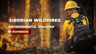 Siberian wildfires: environmental disaster in numbers