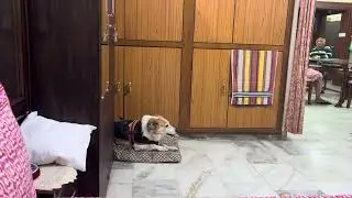 The sneezing dog