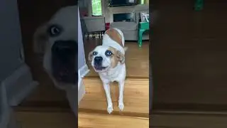 Pitsky Talkitude Husky Talk with a Pitbull walk 😋 When your doggie talks back
