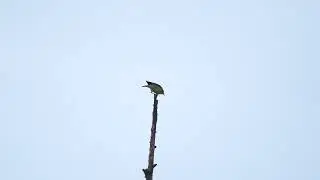 Piecuszek / Willow warbler / Phylloscopus trochilus
