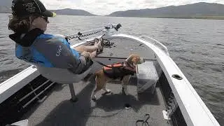 Lulu's first trip in the boat, Peter Faust Dam, Proserpine. No fish.