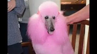 Blossom Pink Poodle Visits Stratford