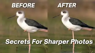 How to Sharpen Bird Photos - Only the Pros Know These Tips!