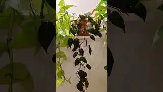 Обожаю плетущиеся растения! А вы?:) #homeplants #urbanjungle #plants #цветы