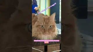 Cat Leon❤️. Кто везет, на том и едут!#catleon #cat #котик #рекомендации #funny #cute#психология