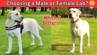 Male Vs Female Labrador: 8 Differences Between Them || Lab Personality