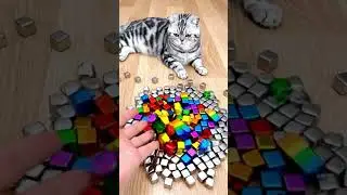 Cat Barsik Beads🐾Relaxing ASMR  Reverse Video #shorts #satisfying #asmr #cutecat #reverse