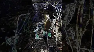 funny video | #funnyvideo #fish #machli #magurmas #fishvideo  |