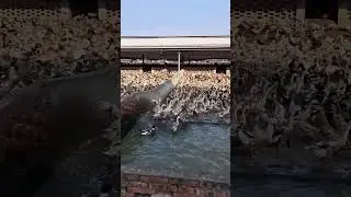 #duck #farmer #duckfarming #factory #animals #shorts