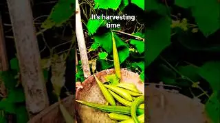 #harvesting  
