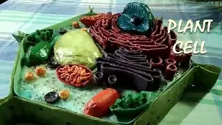 3D MODEL of PLANT CELL using recyclable materials
