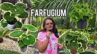 Farfugium: Полное руководство по уходу