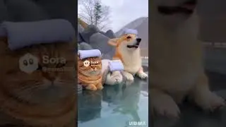 Rabbit, cat, and dog enjoy a hot spring together&mdash;too cute to handle! 🛁🐰🐱🐶 #TooCute #PetDaily