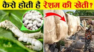 रेशम की खेती कैसे होती है ? Silk farming process