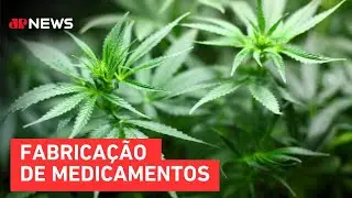 Anvisa autoriza cultivo de cannabis medicinal no Brasil
