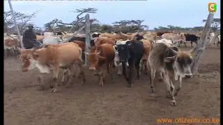 Cattle rustling way forward