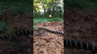 King cobra baby #kingcobra #kingcobrababy #kingcobrasnake #sagar_sahu_0 #shorts #viral #trending