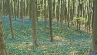 Beautiful Nature. Hallerbos - Belgium (4K).