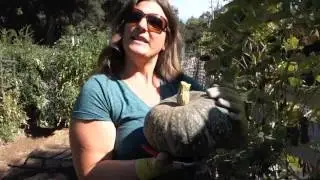 Harvesting and Storing Winter Squash