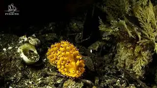 Meet Janolus savinkini: The Electric Blue Nudibranch