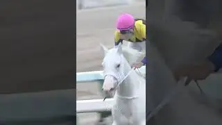 The best Japanese mare there has ever been 🇯🇵🤍 #horseracing #mare #sodashi #whitedragon
