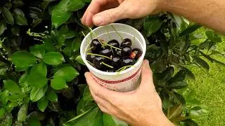 Jungle Survival Food: Brazilian Cherry