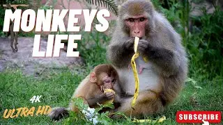Wild Life DC | Monkey Life in the Wild  | Incredible Wildlife Video | Scenic Scenes