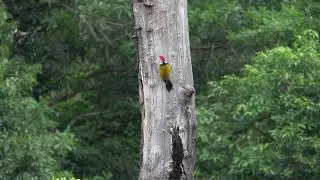 Flameback Woodpecker Nesting   4K
