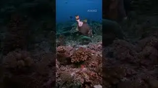 The Beauty of the Sea #livefootage