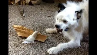 Lovebird fights dog, and wins.