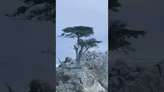 Most photographed tree in Northern America | Lone Cypress, Pebble Beach | California #shorts