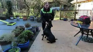 2026-January-9 - BST video - info on how to start preparing a dog for BST test
