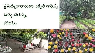 BEST OF THE BEST KADIYAM NURSERIES  SRI SATYANARAYANA NURSERY GARDENS