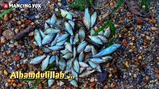Nyore Mancing wader di sungai Anggur || micro fishing #MY46
