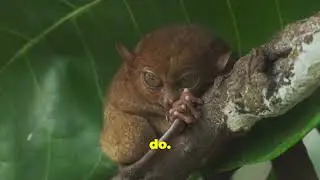 Check out The Philippine Tarsier #animals #funny #facts #education #happy #viral #nature #watch #fyp