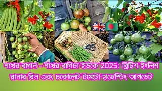 Hobby garden - শখের বাগিচা UK 2025: British English Runner Bean and Chocolate Tomato Harvesting