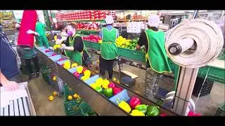 VEGA - CLIP NETTING MACHINE (PEPPERS AND COURGETTES) - RETINATRICE CON CLIP (PEPERONI E ZUCCHINE)