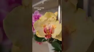 Чудо селекции - бабочки🦋🦋🦋Спасибо китайскому садовнику🤣 PF -5053💛 & PF-5035💗 #фаленопсис #орхидея