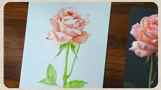 Peach Rose