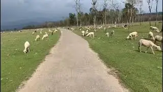 DHAR DUNERA PUNJAB