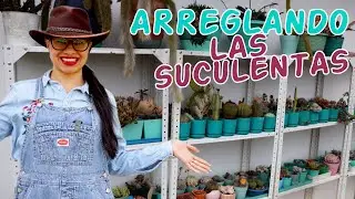 Organicé mis suculentas como antes y me encantó │Candy Bu