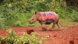 SAD!!!! R I P Baby MAARIFA | DSWT Elephant Orphanage - Nairobi, Kenya | Award Safaris