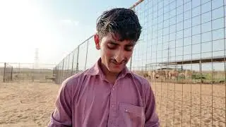 Working in desert with camels | Sabir Faisalabad