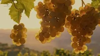 Beautiful Oregon Wines Delivered To Your Home