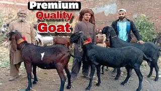 Black Amritsari Beetal & Nagri Beetal Goats Showcase | Pure Bloodline Kids | Mr Animal Planet