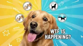 10 Strange Things Dogs Do & What They Actually Mean&rdquo;
