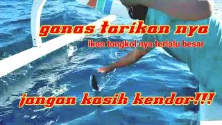 begini cara memancing ikan tongkol disore hari tangkapannya besar//how to fish tuna//mackarel tuna