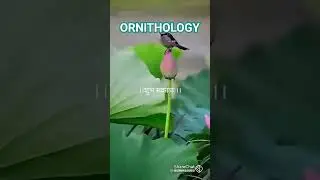#Animal#social#bihaviour